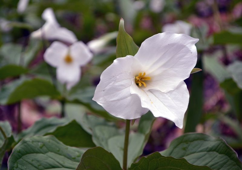 Trilliums