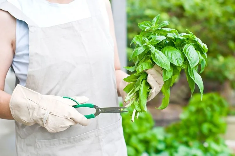 Trim Back to Encourage New Shoots