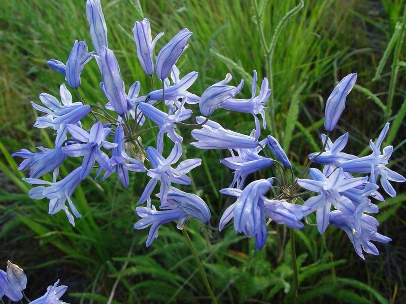 Triteleia