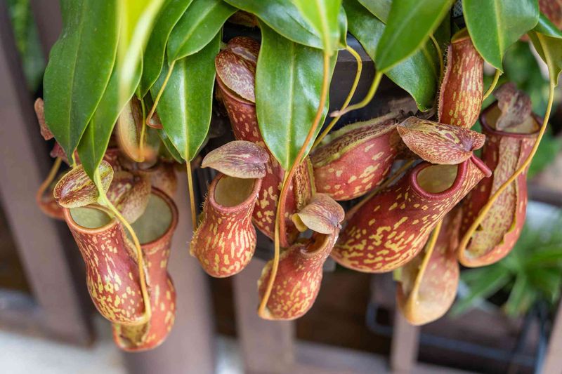 Tropical Pitcher Plant