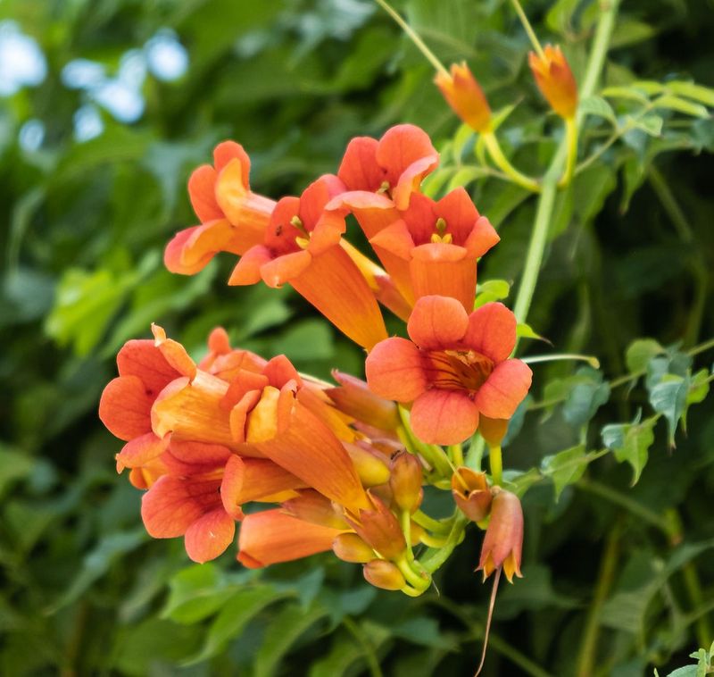 Trumpet Vine