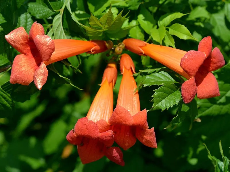 Trumpet Vine