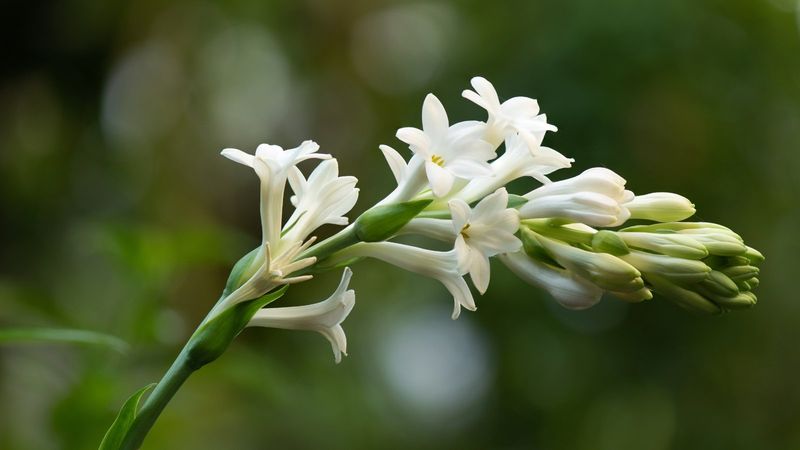 Tuberose