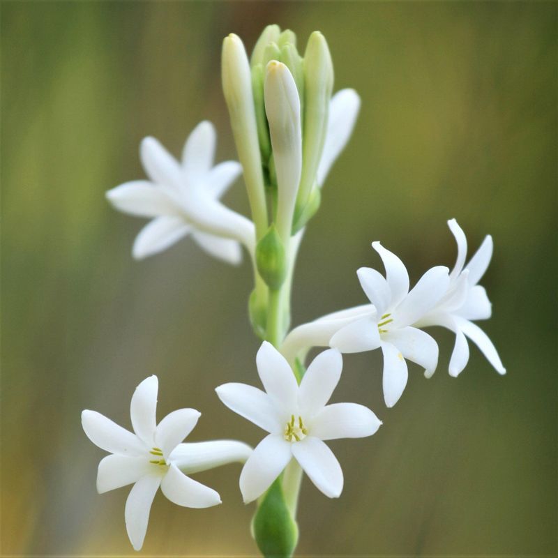 Tuberose