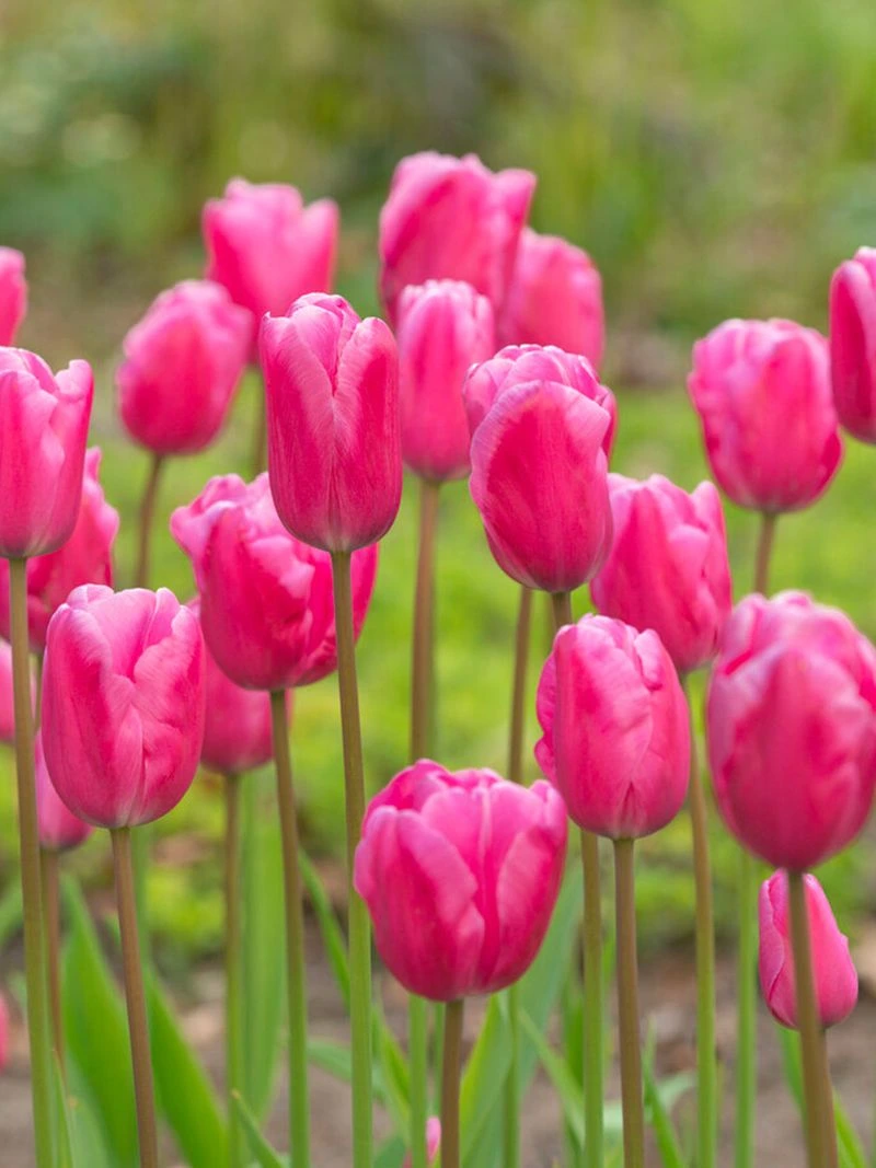 Tulip