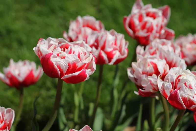 Tulip 'Semper Augustus'