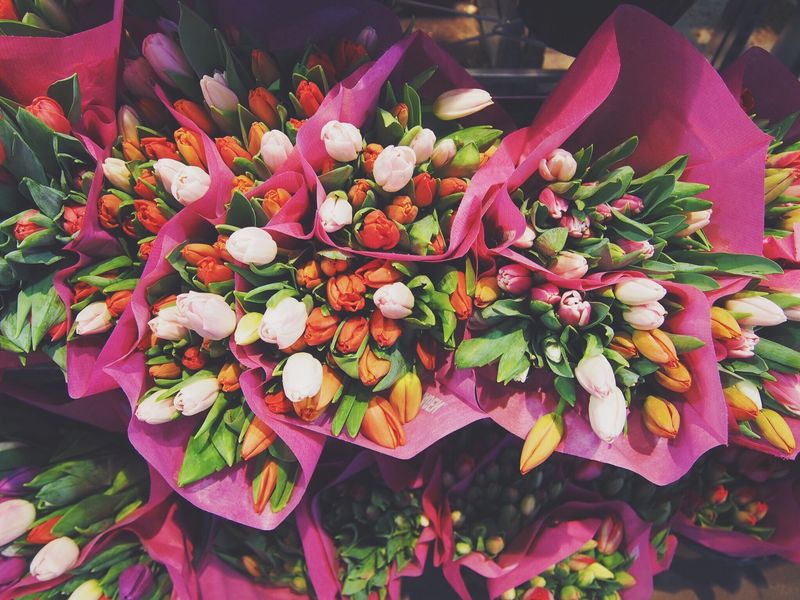 Tulip Gifting in Russia