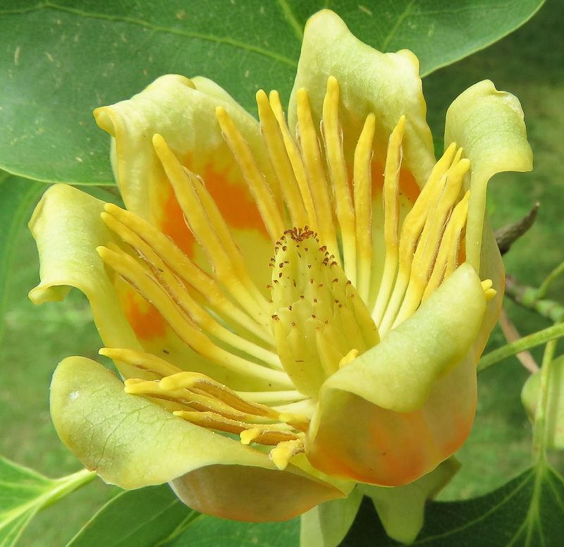 Tulip Tree