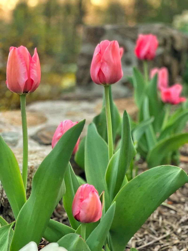 Tulips