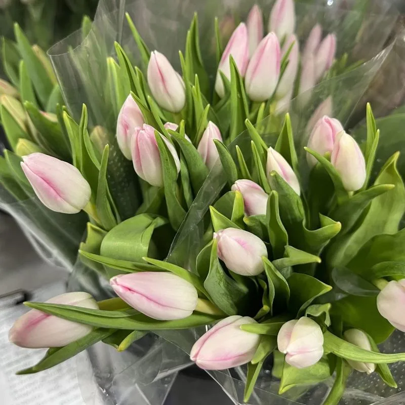 Tulips