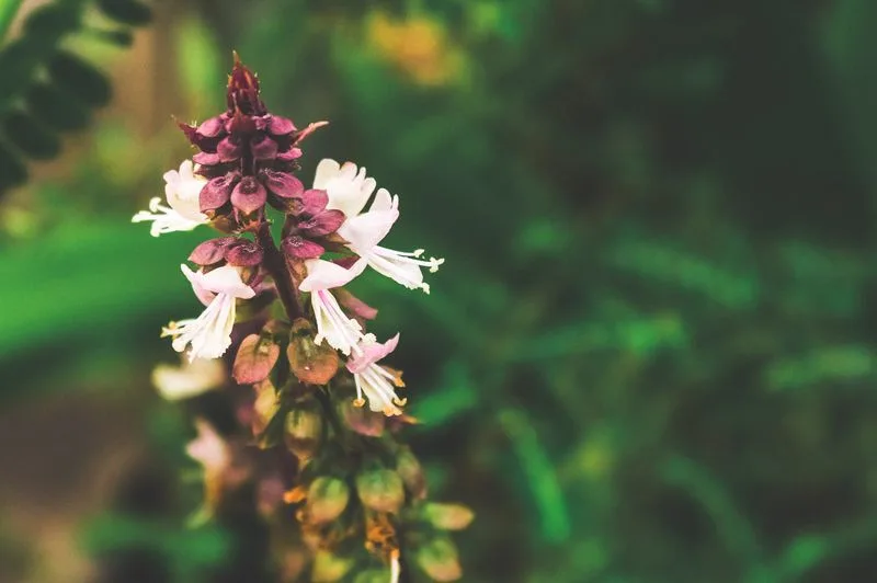 Tulsi (Holy Basil)