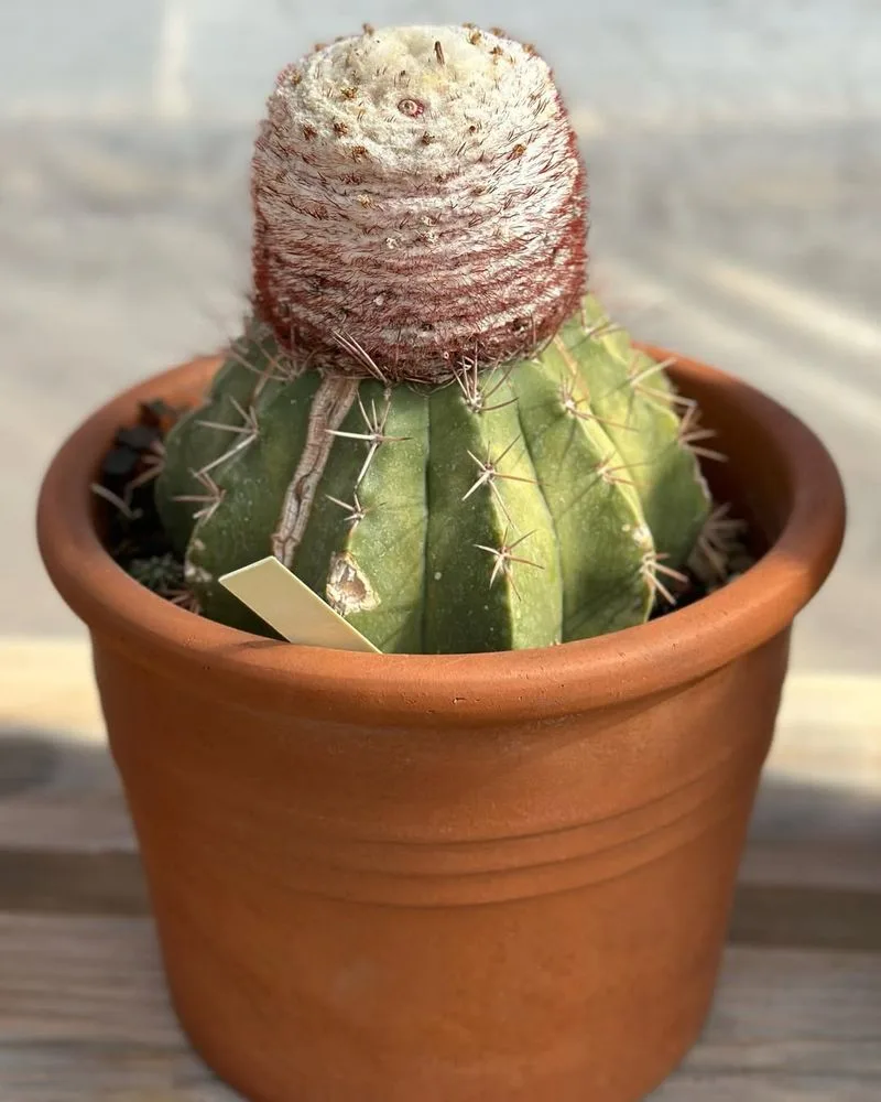 Turk's Cap Cactus