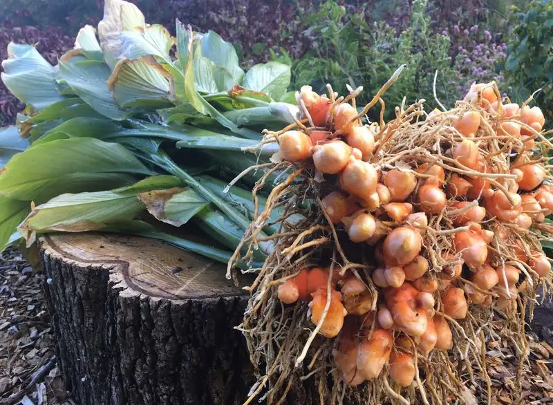 Turmeric