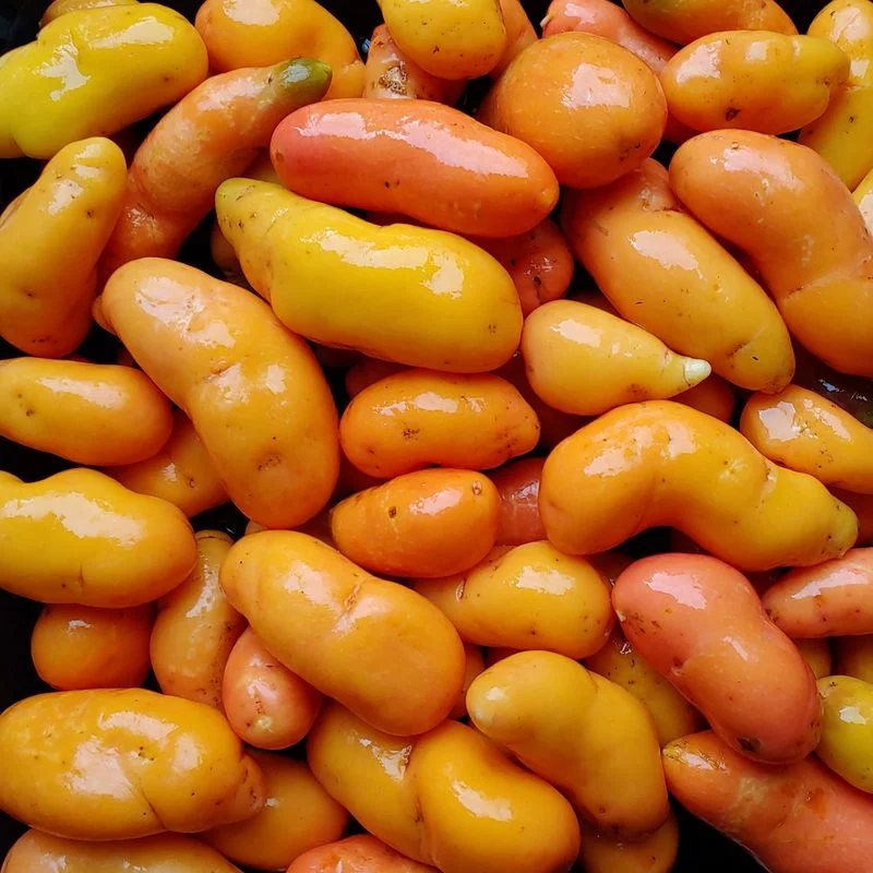Ulluco