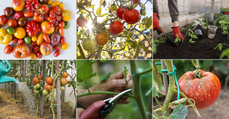 Ultimate Tips for Growing the Best Tomatoes Ever