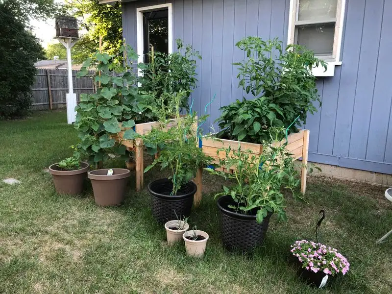 Underestimating Plant Growth