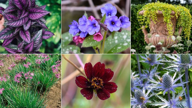 21 Underrated Plants That Add an Element of Surprise to Your Garden