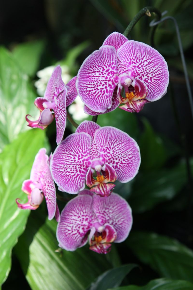 Understanding Orchid Varieties