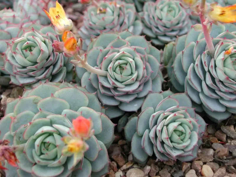 Unique Leaf Structure