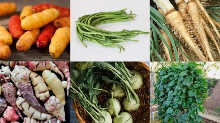 20 Unique Vegetables You’ve Probably Never Grown (But Should Try)