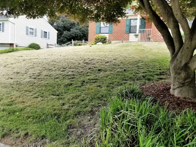 Unkempt Lawns