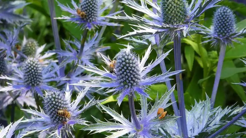 Unusual Plant Odors