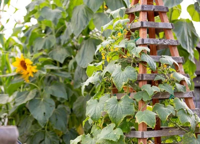 Upcycled Trellises