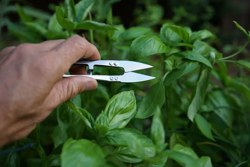 Use Clean, Sharp Scissors