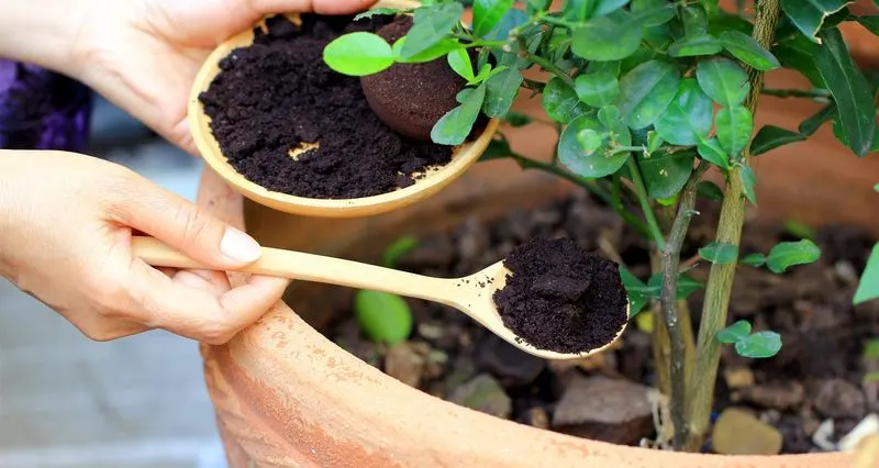 Use Coffee Grounds as Fertilizer