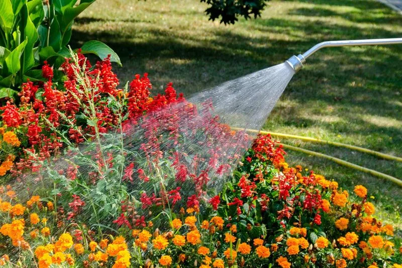 Use Organic Pest Control