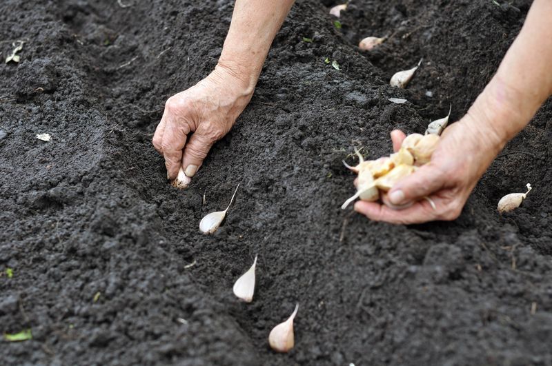 Use Quality Seed Garlic