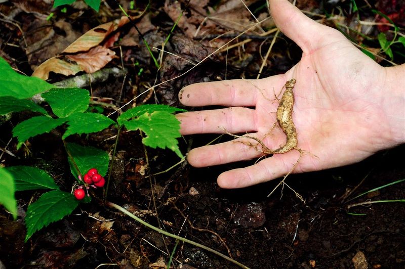 Use Quality Seeds or Roots