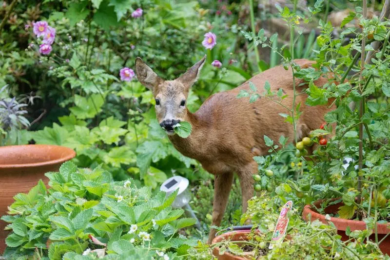 Use Scent-Based Deterrents