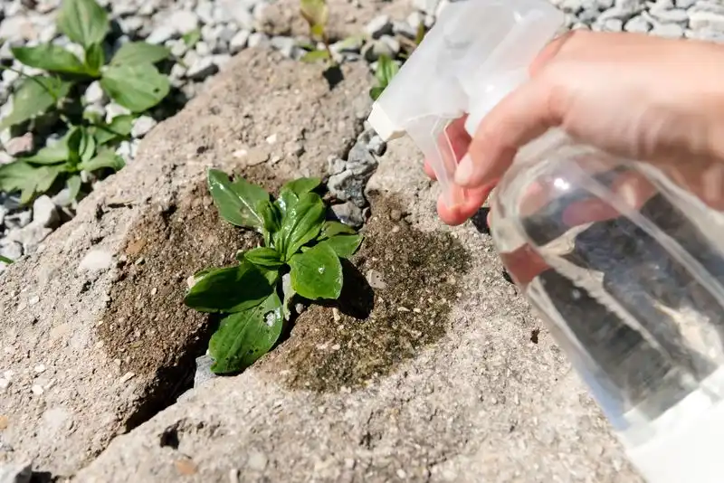 Use Vinegar for Weeds