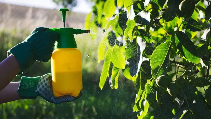 Using Insecticidal Soap