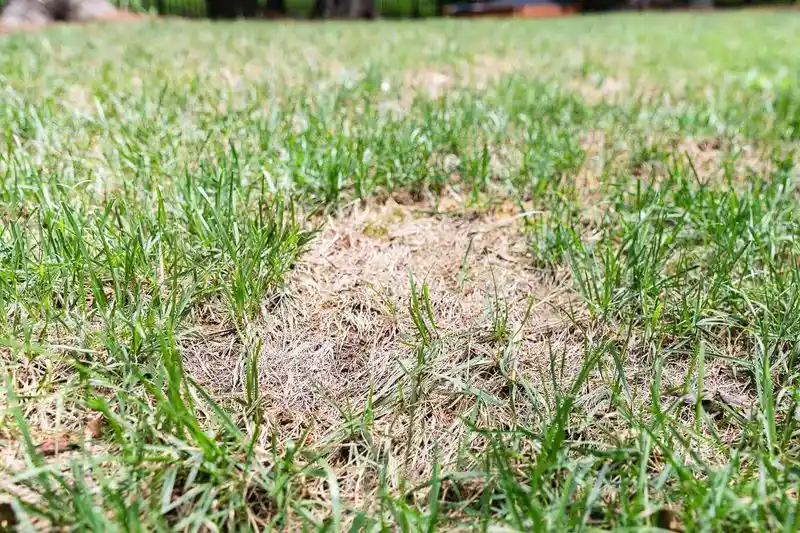 Using Too Much Fertilizer
