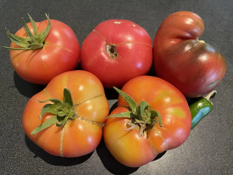 Using Wrong Tomato Varieties