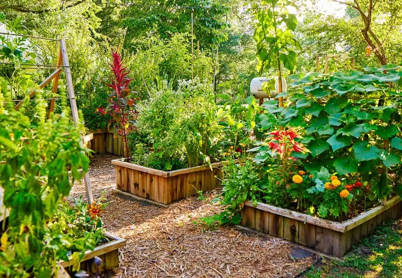 Utilize Raised Beds