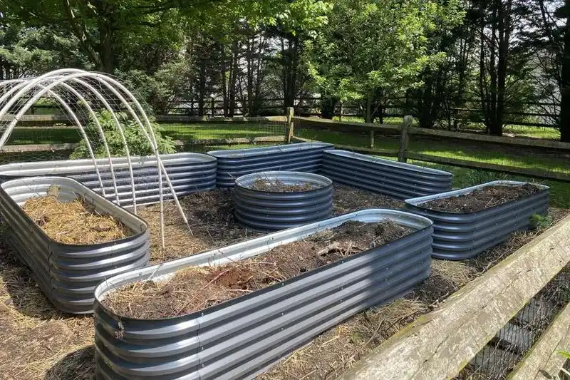 Utilizing Companion Planting Techniques