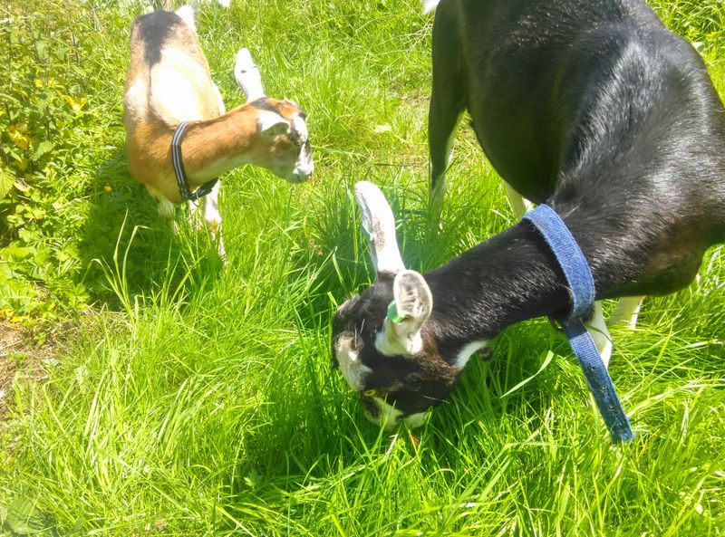 Utilizing Goats for Grazing