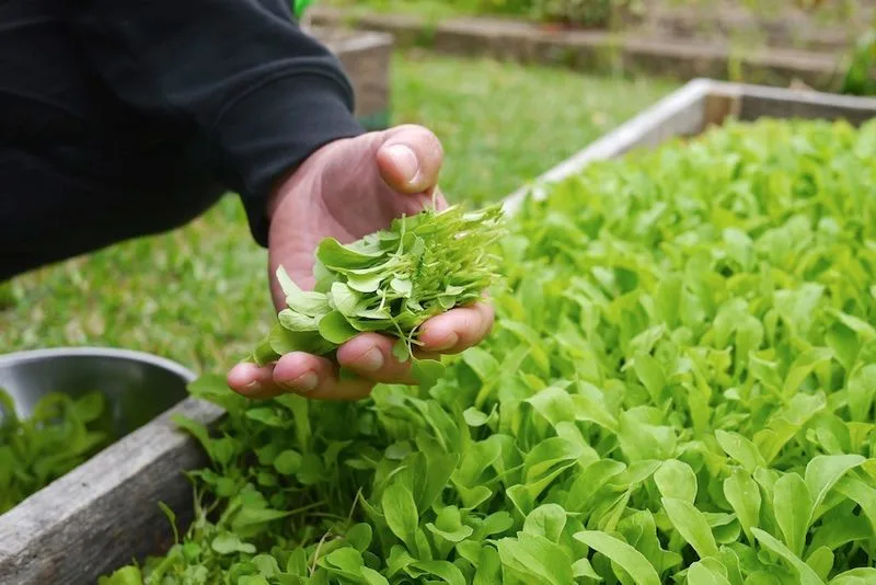 Utilizing Microgreens