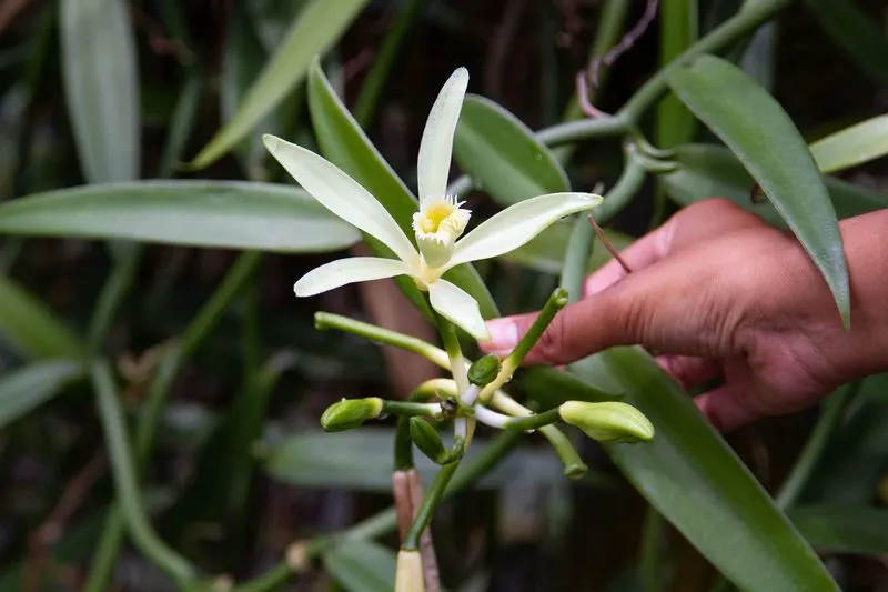 Vanilla Orchid