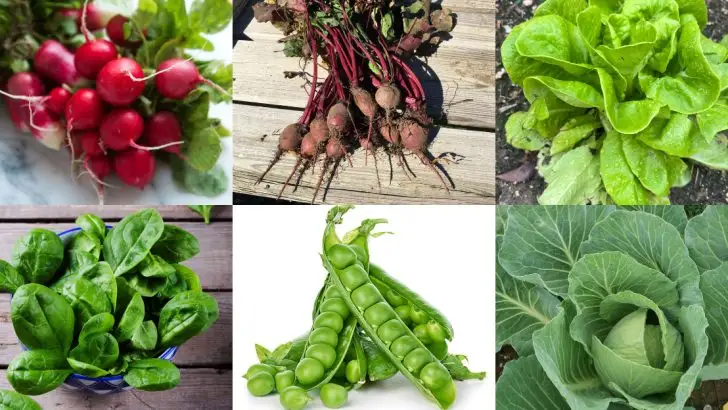 17 Vegetables That Grow Best When Started in March