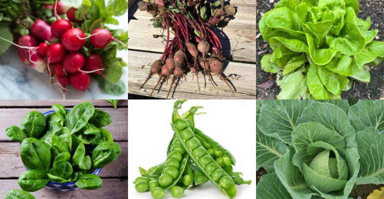 Vegetables That Grow Best When Started in March