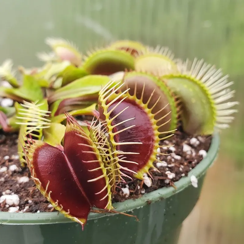 Venus Flytrap