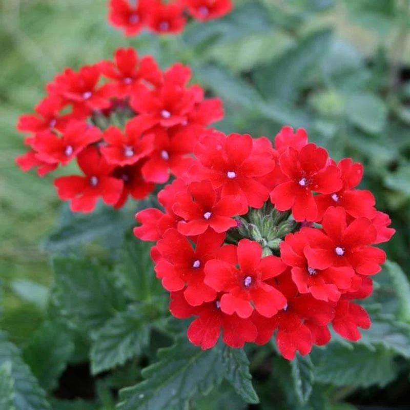 Verbena