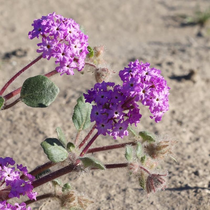 Verbena