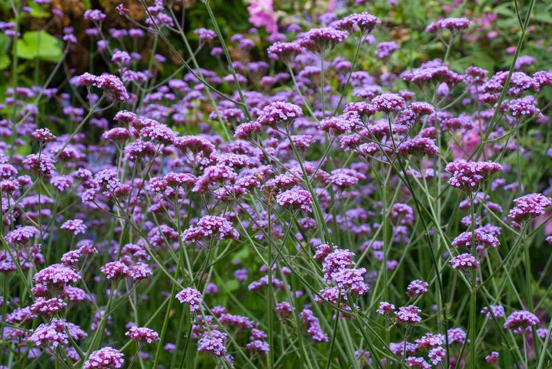 Verbena