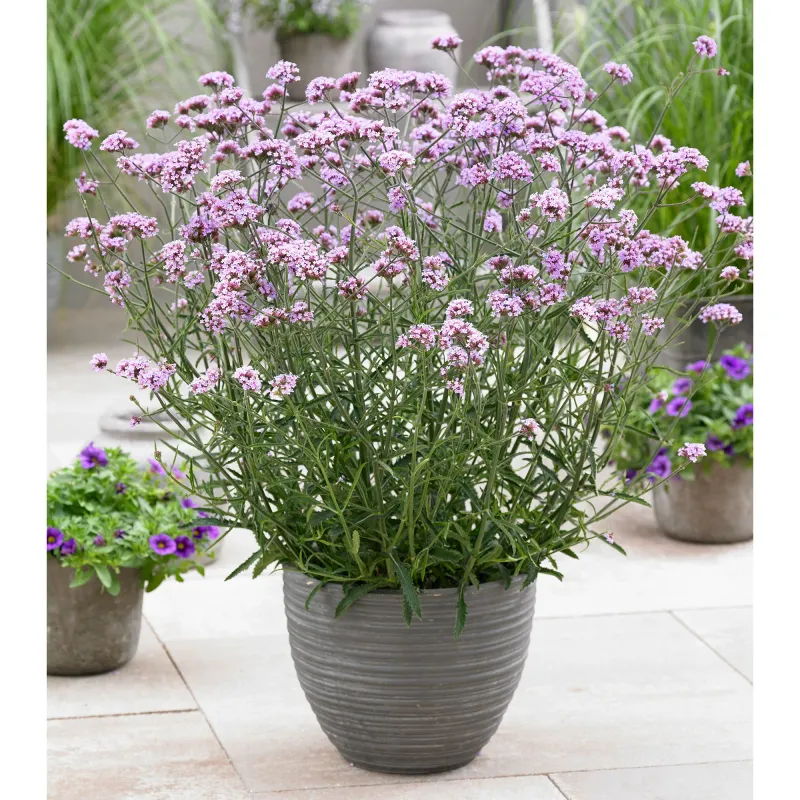 Verbena