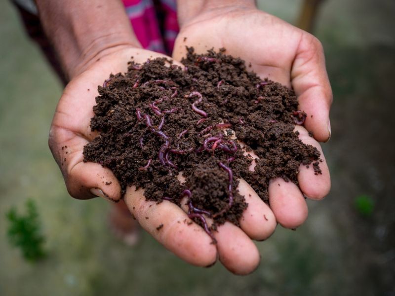 Vermicomposting